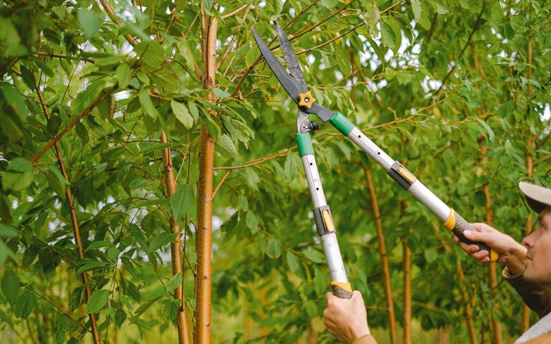 Tree trimming in Wittensville, KY